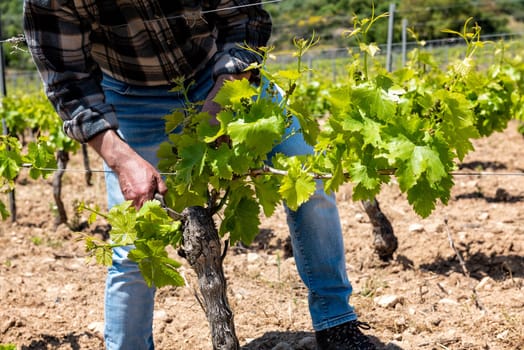 Green pruning of the vineyard. Farmer cuts young sprouts on the vine trunk with scissors. Traditional agriculture.