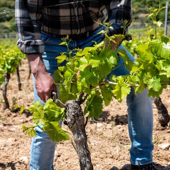 Green pruning of the vineyard. Farmer cuts young sprouts on the vine trunk with scissors. Traditional agriculture.