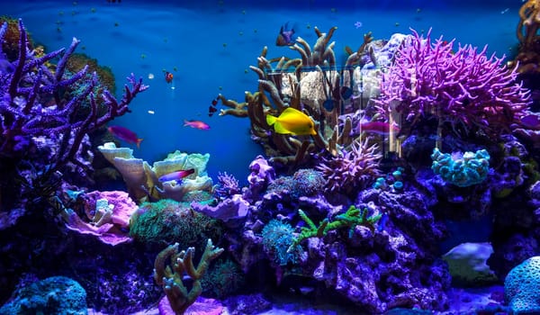 Various fishes in an aquarium.