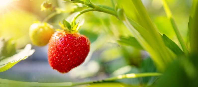 Closeup panoramic viewof the strawberry fruit in the garden. Concept of the wallpaper.