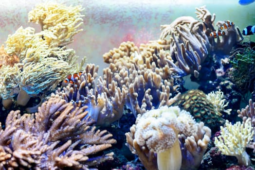 Corals and fishes in aquarium