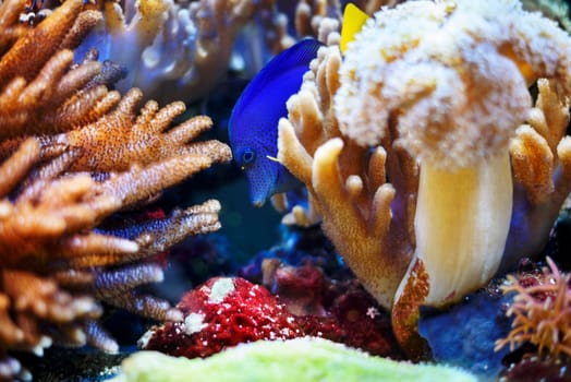 Blue fish and corals