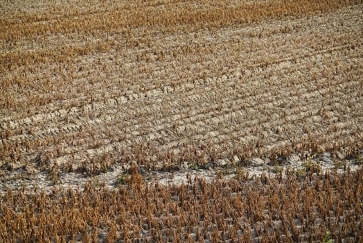 Dried vegetable field in summer under blue sky