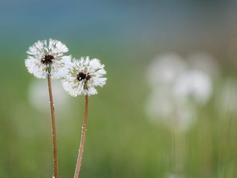 Dandelion blowball with seeds, closeup photo