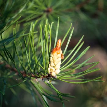European larch (Larix decidua) green cones on branch
