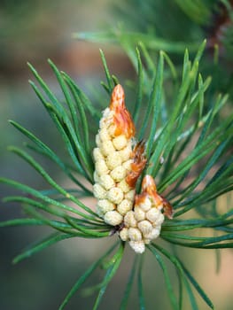 European larch (Larix decidua) green cones on branch