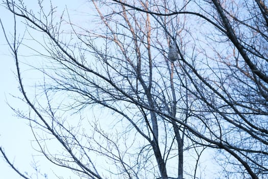 Remiz pendulinus. The nest of the Penduline Tit in nature. Mariupol, Donetsk region, Ukraine. Near the river.