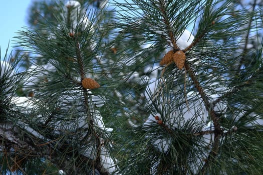 spruce with cones in winter time under snow on a sun shiny day on blue sky background.