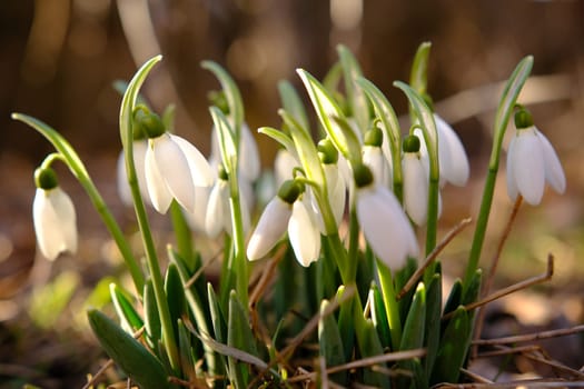 Close uo of snowdrop flowers blooming First spring flowers