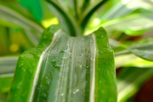 Screw pine plant tree or Pandanus sanderi sander decorated in the outdoor garden background. 4K close up beautiful green and yellow leaves of Pandanus sanderi palm