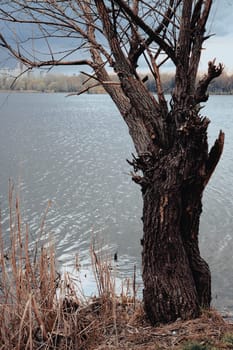 Beautifull aerial view to the Sumy and lake Cheha. Water landscape with city in cloudy day with old tree and reed.
