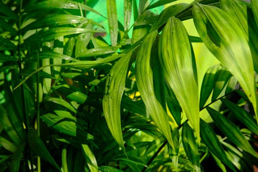 Close up of green areca palm plant, indoor palm tree. Howea forsteriana, Arecaceae, Palmae. Fresh green tropical palm leaves texture background. Vertical photo