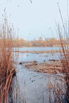 Bird's Nest. Sumy, Ukraine. Floating nest in Cheha lake. Horror atmosphere. Dark.