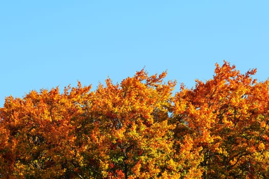 Tops of vivid coloured leaves on autumn trees with clear blue sky (space for text) above. Autumn background.