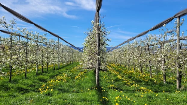 apple orchard