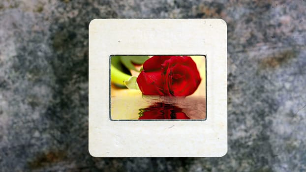 Red Rose Reflecting In The Water on vintage slide film