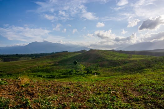 Rubber plantation farming area in the south of Thailand, Latex rubber, Para rubber tree garden
