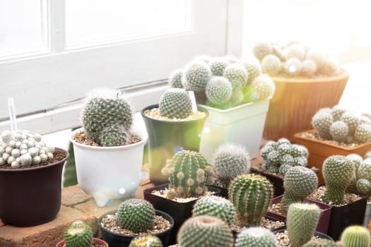 the Perfect Cactus indoor in the pot decaration Garden botany.