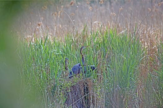Purple heron Ardea purpurea in its nest in the Wagbach lowlands