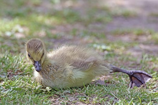 Goose of the Canada goose Branta canadensis stretching