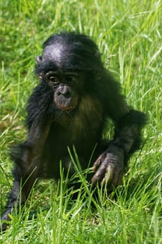 Young bonobo
