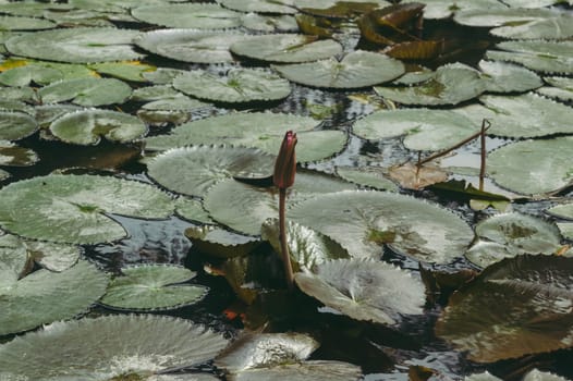 Lotus Bud on Green Leaf Isolated. Pink lotus bud in green lotus leave on pond water background.