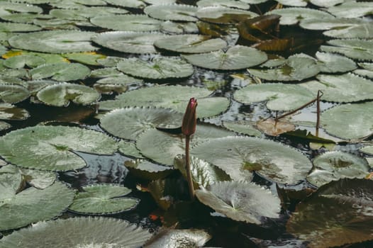 Lotus Bud on Green Leaf Isolated. Pink lotus bud in green lotus leave on pond water background.