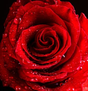 Macro photo of beautiful red rose with water drops