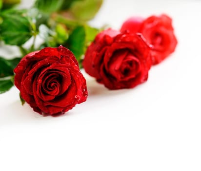 Valentine roses over white background