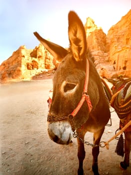 Donkey in town of Petra, Jordan