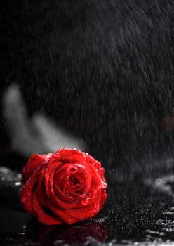 Beautiful red rose on the rain