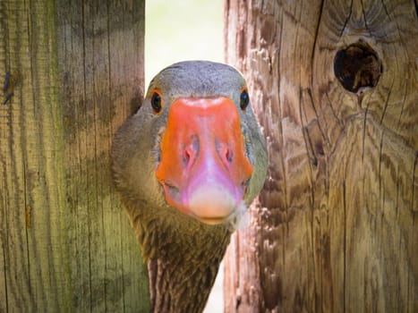 A goose looking curiously through a fence