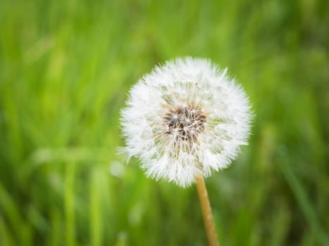 Dandelion bloom