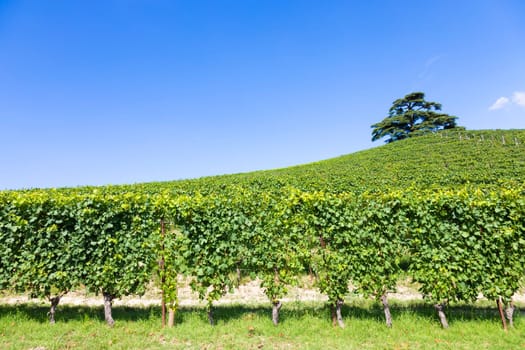 Panoramic countryside in Piedmont region, Italy. Scenic vineyard hill close to Barolo.