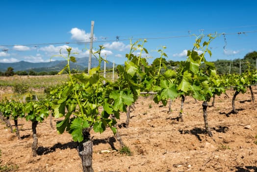 Young sprouts with bunches of grapes. Close-up of the buds and bunches of grapes in the branches of a vineyard in Sardinia, Italy. Traditional agriculture.