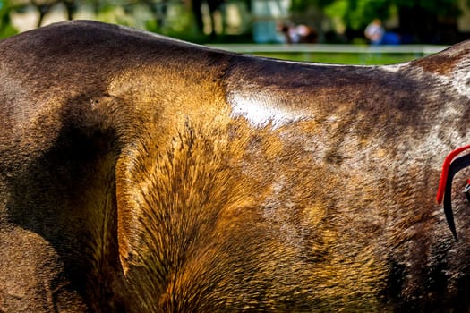 Skin of akhal-teke horse close up.
