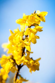 Close-up view of a single forsythia branch isolated against a blue background.