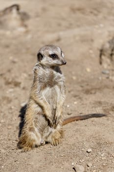 an alert meerkat sits in the sand and keeps watch for fear of birds of prey