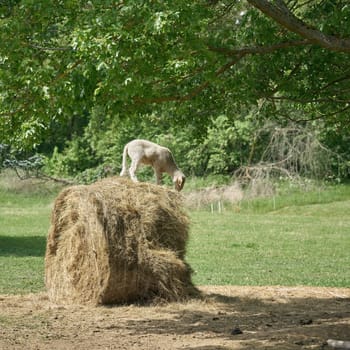 young lamb stands on hay bale and eats