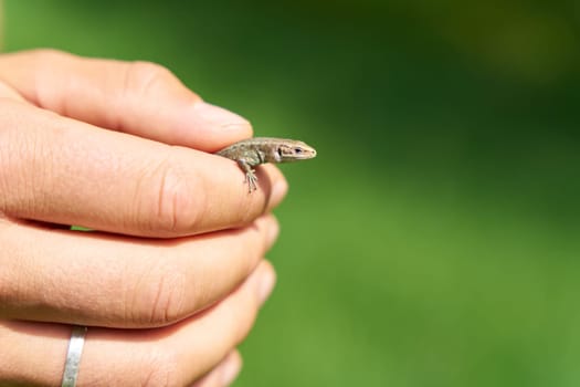 viviparous lizard, Zootoca vivipara in the hands of a specialist to measure and identify the species