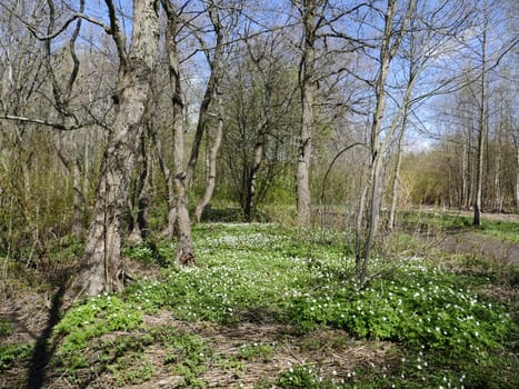forest glade strewn with wild flowers anemone primroses, beautiful spring landscape warm sunny weather