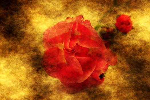 Red rose on grunge background