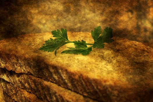 Whole wheat bread grunge concept