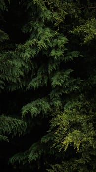 Dark green pine branches vertical forest panorama