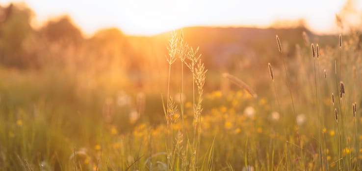 Beautiful flower meadow with sunlight countryside