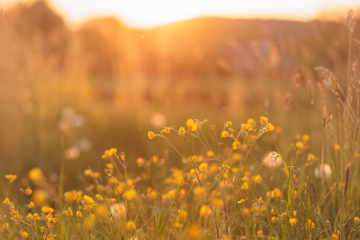 Beautiful Buttercup flower meadow with sunlight yellow wildflowers