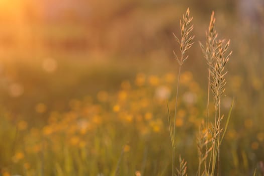 Beautiful flower meadow with sunlight countryside