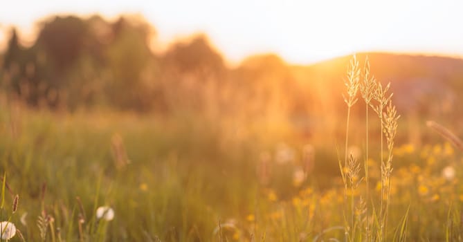 Beautiful flower meadow with sunlight countryside in spring
