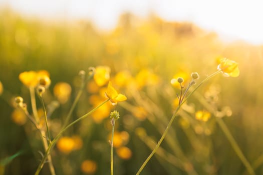 Beautiful flower meadow with sunlight countryside in spring