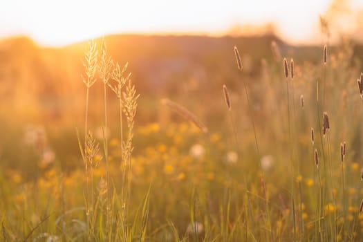 Beautiful flower meadow with sunlight wildflowers and plants